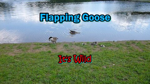 Flapping Goose – It’s Wild