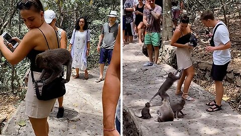 Tourist in Bali caught off guard by sneaky monkeys