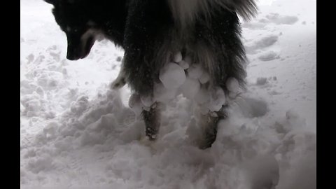 Husky Malamute has Big Snowballs Hanging onto her Fur!