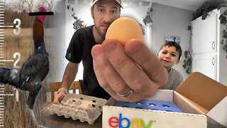 Hatching the TALLEST chickens on eBay | KEBONNIXS 12 Egg Incubator