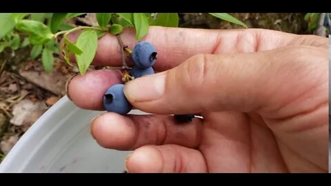 Picking wild blueberry