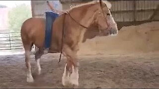 Saved from slaughter NEW Belgian Draft Horse rescued from Southern Wisconsin Second Chance Lot Ep.73