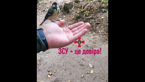 🇺🇦GraphicWar18+🔥"Frontline Battle Bird" - Glory to Ukraine Armed Forces(ZSU) #shorts