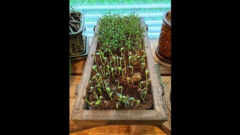 Organic Microgreens Growing Kit with Beautiful Wooden Countertop Planter, Soil & Organic Sunflo...