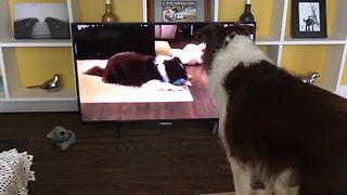 Dog sees himself on TV, completely freaks out