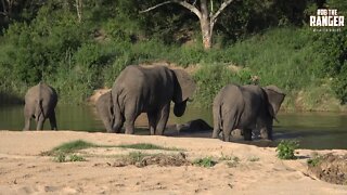 Awesome!: Herd Of African Elephants Enjoying The Sand River