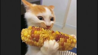 Cat Loves Corn - HaloRock