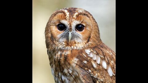 Tawny Owl Talking