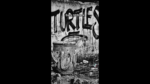 Back to Black Turtles