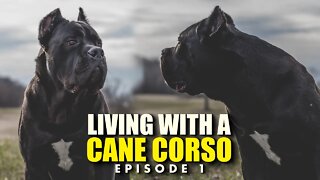 MOBBED at Lowe's | Living With a Cane Corso Ep. 01