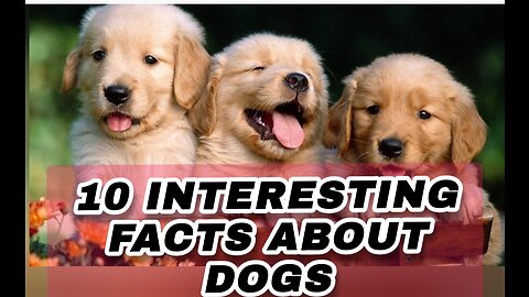 10 INTERESTING FACTS ABOUT DOGS