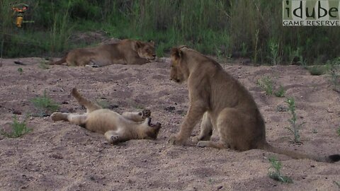 African Lion Pride Play Together At Sunset