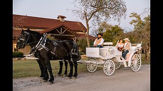 Why Is Dallas City Council Considering a Ban on Horse Carriages?