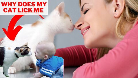 Why Does My Cat Lick Me 🐱 | Do Cats Lick to Show Love? | Cat Licking Behavior | Animal Vised
