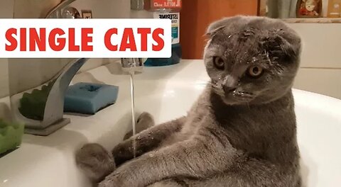 Single Cats | Funny Cat Video Compilation-Watch😺😺😺🥸🥸🥸💕💕🐈🐶🐕