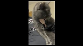 Wednesday Whiskers featuring Kevin Cupcakes. #smallplastichands #cat #catlife #funny #funnyvideos