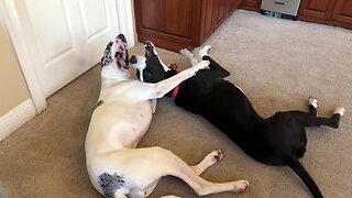 Funny Great Dane Fall Down Push Down Upside Down Wrestling Match