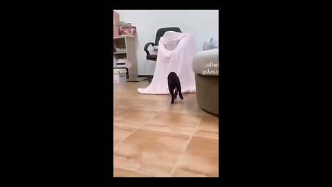 Funny cats reaction