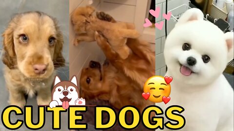 Cute Dogs Compilation Vol. 5 - An Overload of Cuteness That Will Make You Say "Aww"