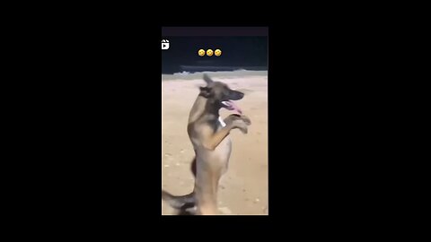 Funny animals dog 🤣😂😂🤣😂🤣