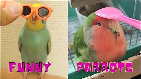 funny parrots videos compilation cute moment of the animals 2023 / funny amazon parrot / parrots