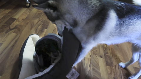 Husky furious that doggy friend won't play with her