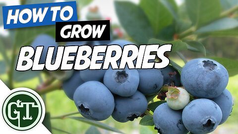 How to Grow Blueberries in Containers | Growing a Blueberry Bush Easily!