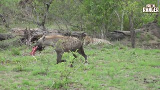 Hyena Takes A Meal, Leopard Does Nothing Except Watch | African Wildlife Interactions