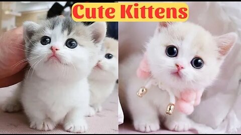 Cute Baby Cats - Cute and Funny Cat Videos Compilation