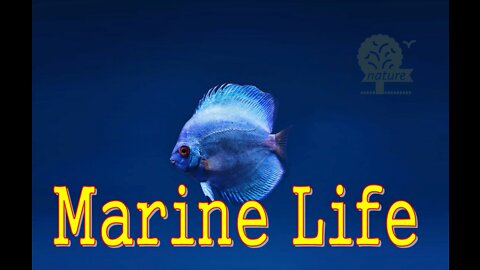 marine life group 1