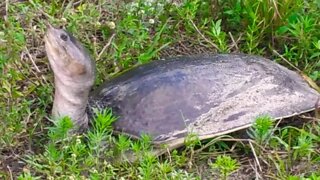 Alligator Soft Shelled Turtle digging nest