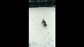 A dog in the snow