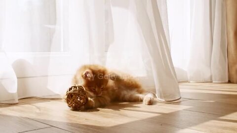 Small red kitten playing with ball. Cat playing on the floor in the sunlight with toys