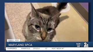 Cinja the cat is up for adoption at the Maryland SPCA