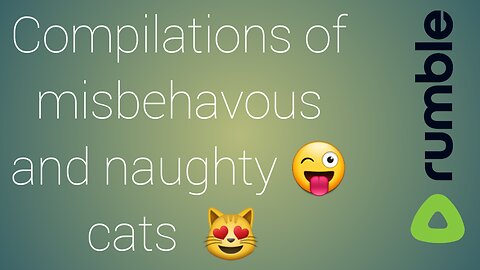 Funny cats 🐈 compilations