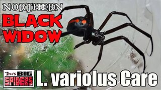 L. variolus "Northern Black Widow" Rehouse and Care