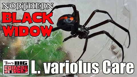 L. variolus "Northern Black Widow" Rehouse and Care