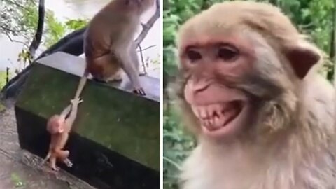 Monkey laughs hysterically at baby Monkey as it grabs moms tail to climb a wall