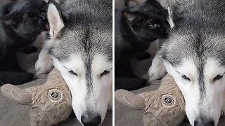 Affectionate Cat Loves Cleaning Her Husky Sister