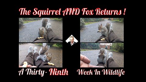 A Thirty-Ninth Week In Wildlife - The Squirrel AND Fox Returns !