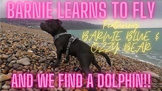 Staffy puppy learns to fly, and we find a Dolphin, all on Chesil beach #staffypuppy #staffylovers