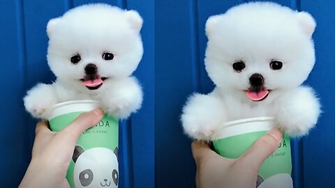 Puppies 🐶 Cute and Funny Dog