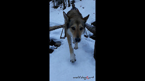 wolfdog on icy, slippery narrow bridge