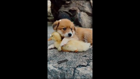 Tiger and dog enjoy moment