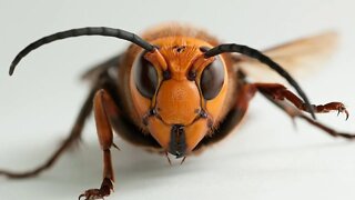 Giant Bee (Compiled)
