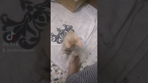 Tiktok Funny Kittens Fight 😂 - Funny Kitten Fighting Video