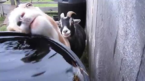 Funniest Farm Animals