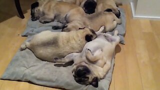 Adorable pile of sleeping pugs snore in unison