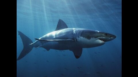 Cage Diving with Great white 2