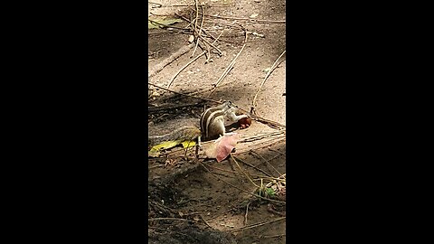 squirrel play